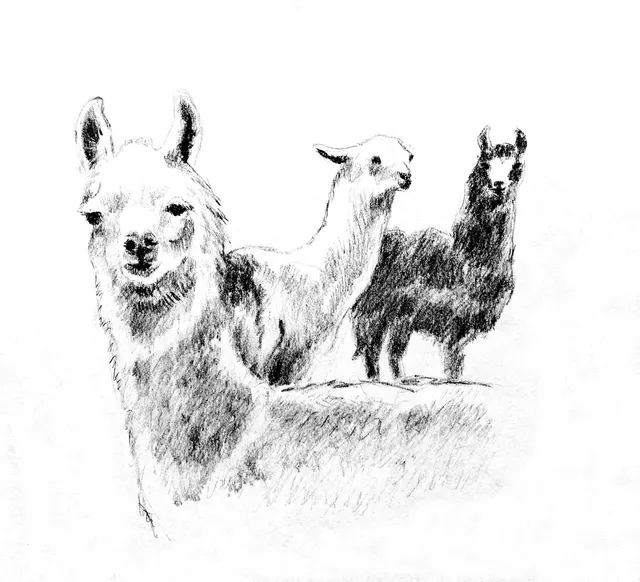 Animals artwork 58